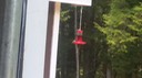 Humming bird at deck feeder